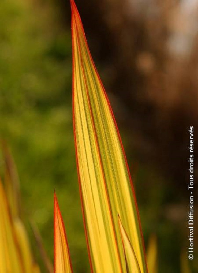 PHORMIUM APRICOT QUEEN