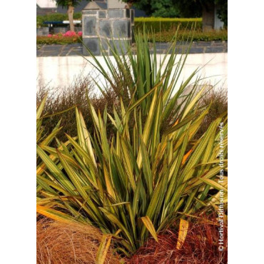 PHORMIUM APRICOT QUEEN (Lin de Nouvelle-Zélande)