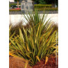 PHORMIUM APRICOT QUEEN (Lin de Nouvelle-Zélande)