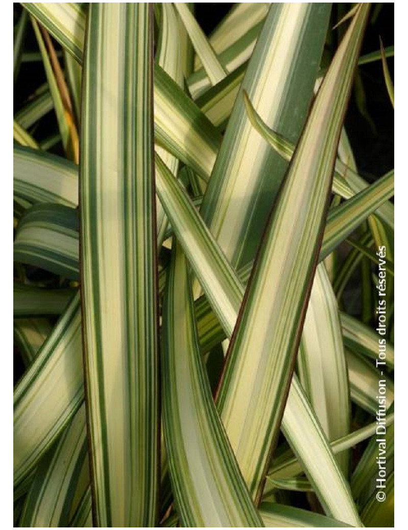 PHORMIUM CREAM DELIGHT (Lin de Nouvelle-Zélande)