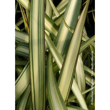 PHORMIUM CREAM DELIGHT (Lin de Nouvelle-Zélande)