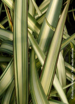 PHORMIUM CREAM DELIGHT