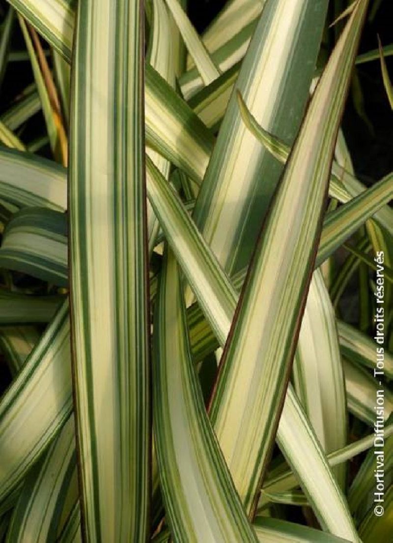 PHORMIUM CREAM DELIGHT