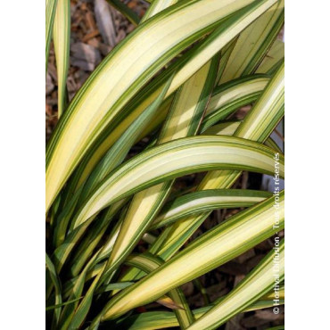 PHORMIUM CREAM DELIGHT (Lin de Nouvelle-Zélande)