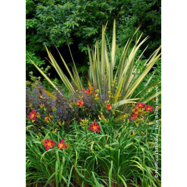 PHORMIUM CREAM DELIGHT (Lin de Nouvelle-Zélande)