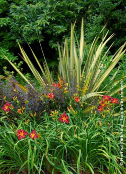 PHORMIUM CREAM DELIGHT