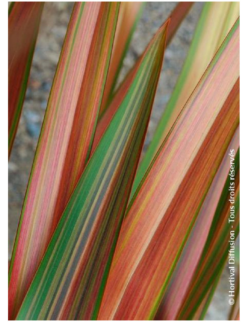 PHORMIUM JESTER (Lin de Nouvelle Zélande)