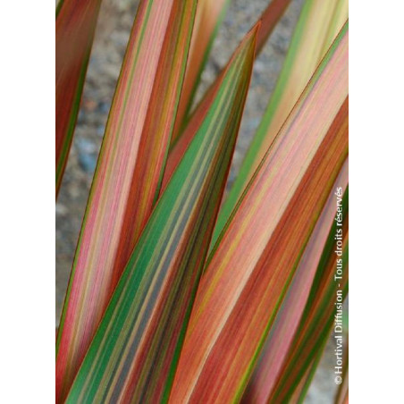 PHORMIUM JESTER (Lin de Nouvelle Zélande)