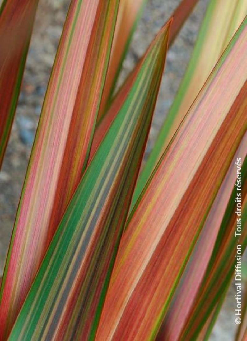 PHORMIUM JESTER