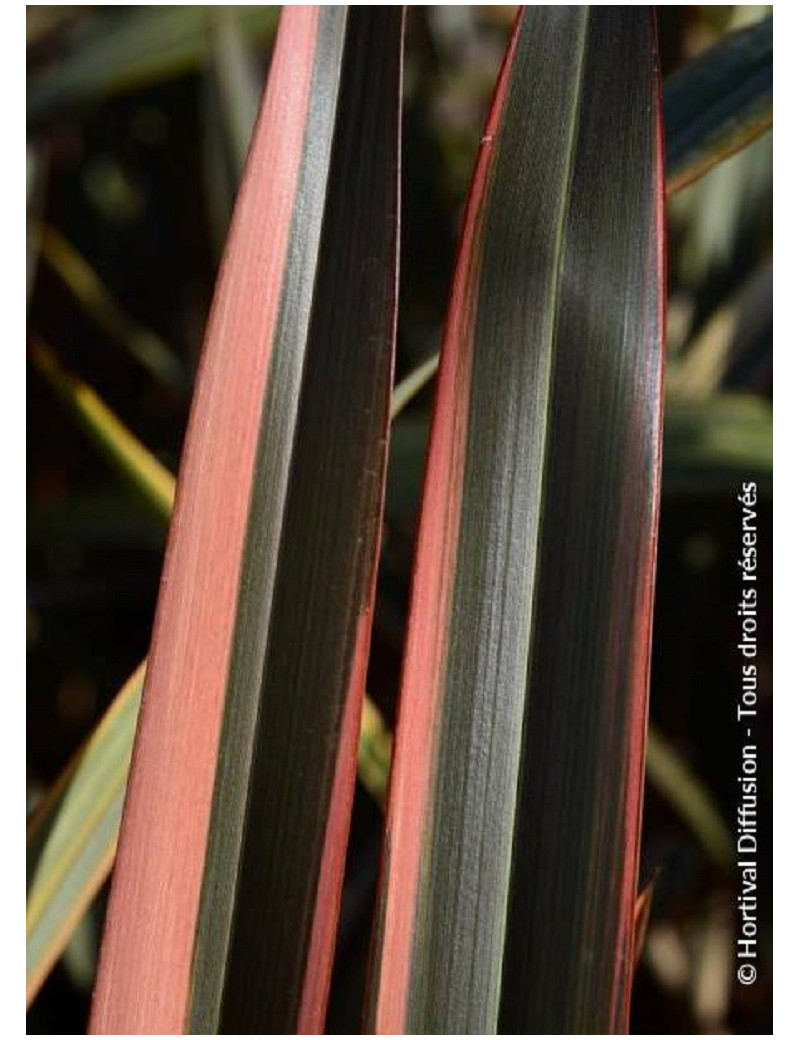 PHORMIUM RAINBOW QUEEN (Lin de Nouvelle-Zélande)