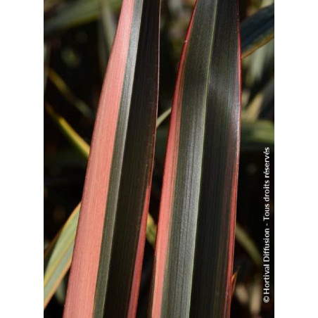 PHORMIUM RAINBOW QUEEN (Lin de Nouvelle-Zélande)