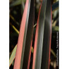 PHORMIUM RAINBOW QUEEN (Lin de Nouvelle-Zélande)