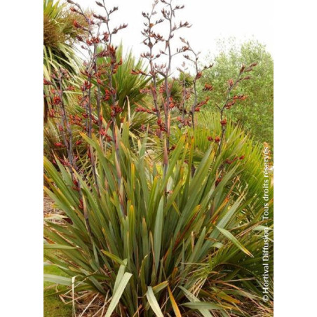 PHORMIUM tenax (Lin de Nouvelle-Zélande)