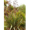 PHORMIUM tenax (Lin de Nouvelle-Zélande)