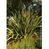 PHORMIUM tenax (Lin de Nouvelle-Zélande)