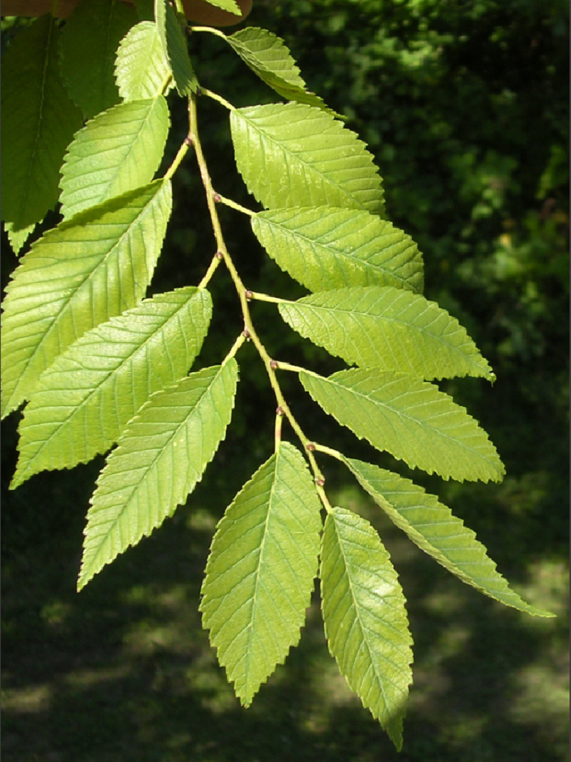 ULMUS resista SAPPORO GOLD