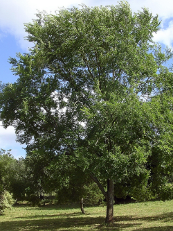 ULMUS resista SAPPORO GOLD