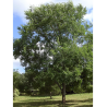 ULMUS resista SAPPORO GOLD