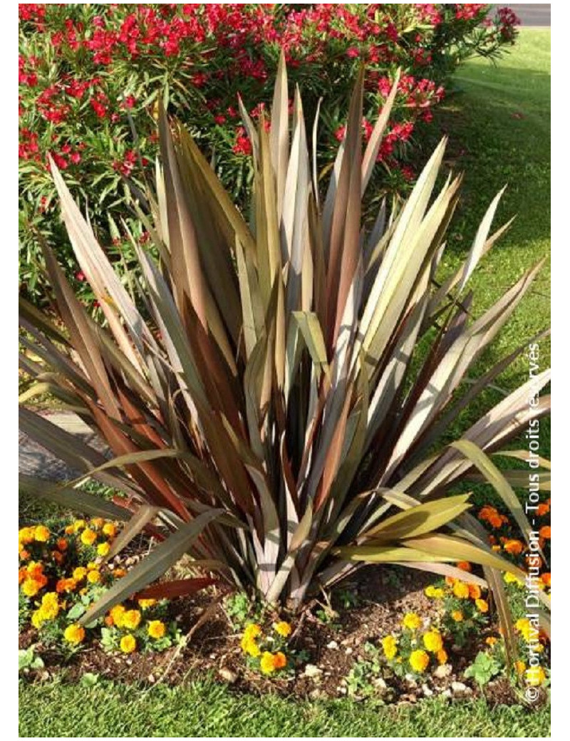 PHORMIUM tenax ATROPURPUREUM (Lin de Nouvelle-Zélande)