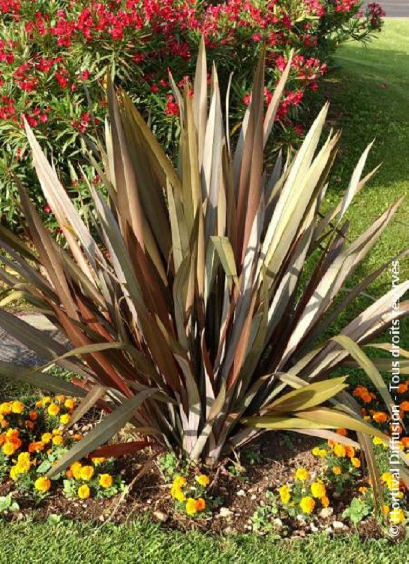 PHORMIUM tenax ATROPURPUREUM
