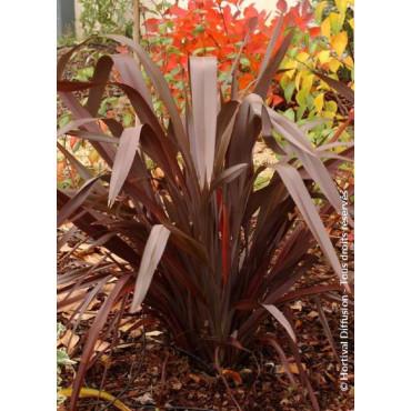 PHORMIUM tenax ATROPURPUREUM (Lin de Nouvelle-Zélande)