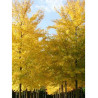 ULMUS resista SAPPORO GOLD® (Orme)