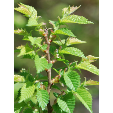 ULMUS minor JACQUELINE HILLIER (Orme)