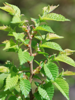 ULMUS minor JACQUELINE HILLIER