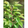 ULMUS minor JACQUELINE HILLIER (Orme)