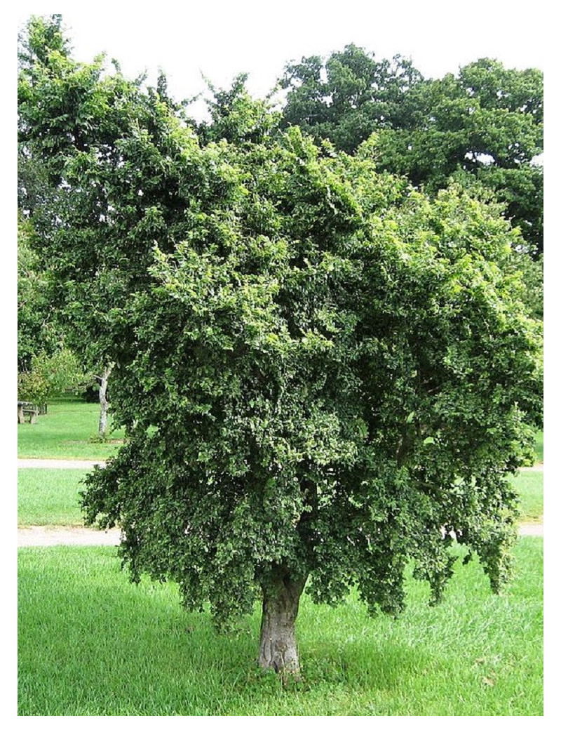 ULMUS minor JACQUELINE HILLIER (Orme)