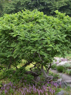 ULMUS minor JACQUELINE HILLIER