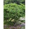 ULMUS minor JACQUELINE HILLIER (Orme)