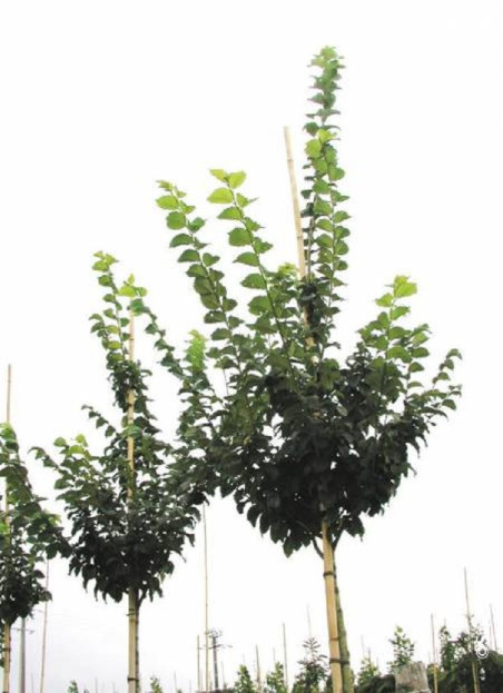 ULMUS LUTÈCE® (Orme)