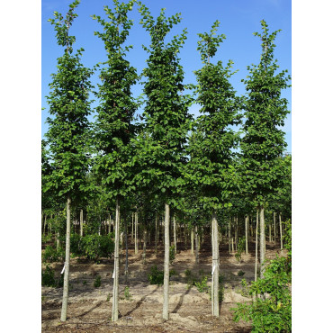 ULMUS LUTÈCE® (Orme)