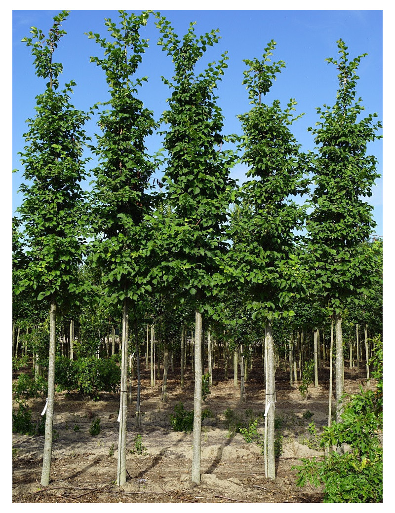 ULMUS LUTÈCE® (Orme)