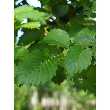 ULMUS LUTÈCE® (Orme)