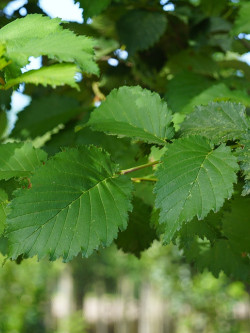 ULMUS LUTÈCE