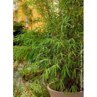 Topiaire (Plante taillée) - FARGESIA angustissima (Bambou...