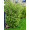 Topiaire (Plante taillée) - FARGESIA angustissima (Bambou non traçant)