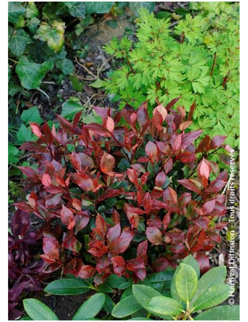 PHOTINIA fraseri LITTLE RED ROBIN (Photinia nain Little Red Robin)