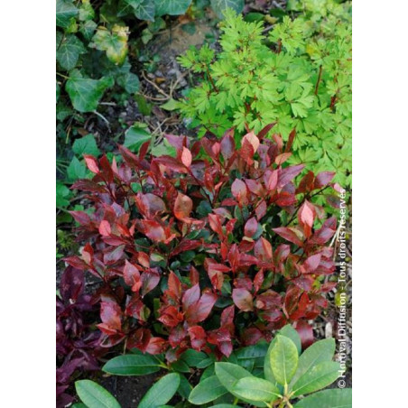 PHOTINIA fraseri LITTLE RED ROBIN (Photinia nain Little Red Robin)