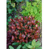 PHOTINIA fraseri LITTLE RED ROBIN (Photinia nain Little Red Robin)