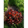 PHOTINIA fraseri LITTLE RED ROBIN