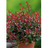 PHOTINIA fraseri LITTLE RED ROBIN (Photinia nain Little Red Robin)