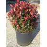 PHOTINIA fraseri LITTLE RED ROBIN (Photinia nain Little Red Robin)