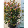 PHOTINIA fraseri LITTLE RED ROBIN (Photinia nain Little Red Robin)