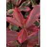 PHOTINIA fraseri PINK MARBLE® (Photinia Pink Marble - Arbre)