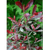 PHOTINIA fraseri PINK MARBLE® (Photinia Pink Marble - Arbre)