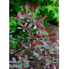 PHOTINIA fraseri PINK MARBLE® (Photinia Pink Marble - Arbre)