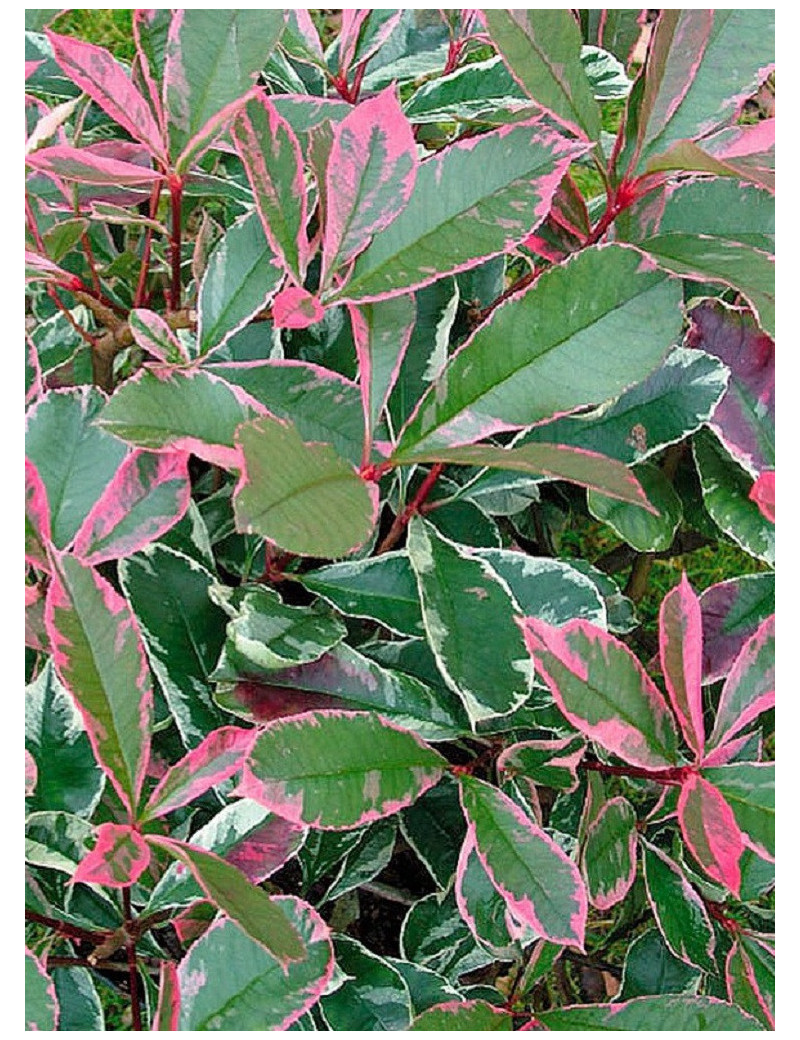 PHOTINIA fraseri PINK MARBLE® (Photinia Pink Marble - Arbre)